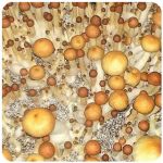 Псилоцибиновые (галлюциногенные)  грибы Psilocybin "Golden Teacher" в Серпухове