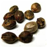 Семена марихуаны АК-47  (Seeds AK-47) в Серпухове